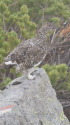 爺ヶ岳のママ雷鳥6