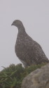 爺ヶ岳のママ雷鳥7