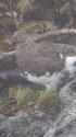 白馬乗鞍岳の雄雷鳥