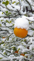 雪帽子の夏みかん