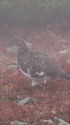 小蓮華山の雄雷鳥