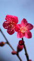 散歩道の花 1902-11-1