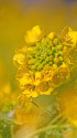 菜花