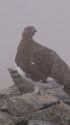 小蓮華山の雄雷鳥2