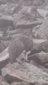 小蓮華山の雄雷鳥3