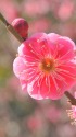 梅の花:緋の司