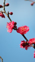 散歩道の花 1902-17-1