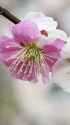 散歩道の花 1902-20-1