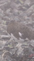 小蓮華山の雄雷鳥7