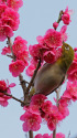 紅梅にメジロ
