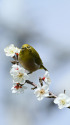 白梅とメジロ
