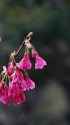寒緋桜