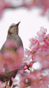 河津桜にヒヨドリ