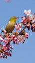 河津桜にメジロ