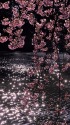 湖面の煌めきと修善寺寒桜