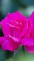 芳純