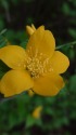 山吹の花