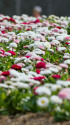 デージーの花壇