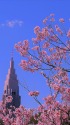 高遠小彼岸桜とドコモタワー 