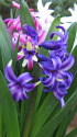 ヒヤシンス