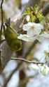 大島桜にメジロ