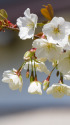 大島桜