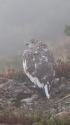 抜戸岳の雌雷鳥4
