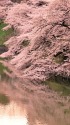 千鳥ヶ淵の桜