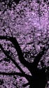 日比谷公園の夜桜