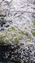 満開の淡墨桜