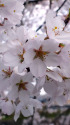 満開の淡墨桜