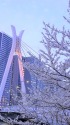 隅田川の桜
