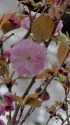 日本橋桜通りの八重桜開花