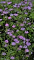 野川公園の蓮華草群生