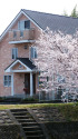 川沿いの桜