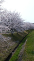 川沿いの桜