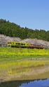 春を駆ける