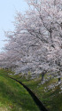 川沿いの桜
