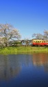 春の小湊鉄道