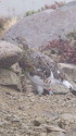 抜戸岳の雌雷鳥5