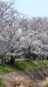 川沿いの桜