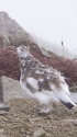 抜戸岳のまだらちゃん3