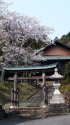 日吉神社の桜