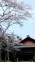 日吉神社の桜