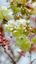 御衣黄桜