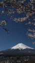 桜に富士山