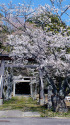 八幡神社の桜