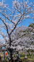 八幡神社の桜