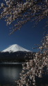 富士山&桜