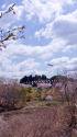 さくらの山公園